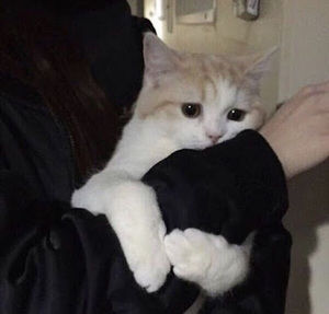 Meet your Posher, Ella